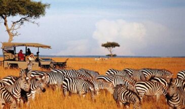 Masai Mara Safari from Nairobi