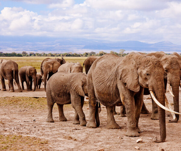 4 Days Animal Kingdom in Mombasa