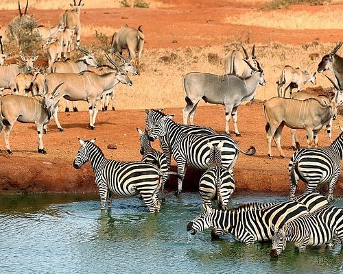 5 Days Wildlife Adventure in Mombasa